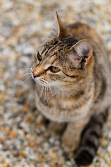 Image showing Brown cat