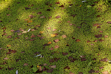 Image showing Duckweed