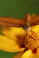 Image showing Orange butterfly