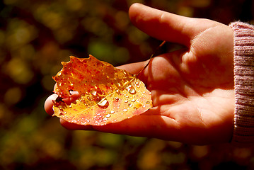 Image showing Hand fall leaf