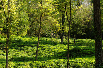 Image showing Green park