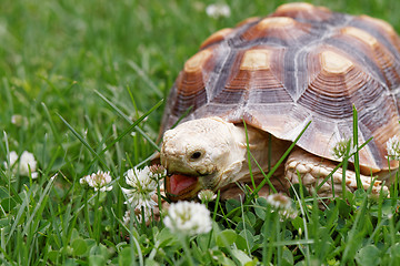 Image showing African Spurred Tortoise