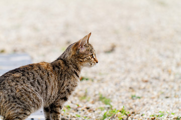 Image showing Brown cat