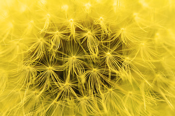 Image showing The Dandelion background.