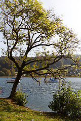 Image showing Lake in the park