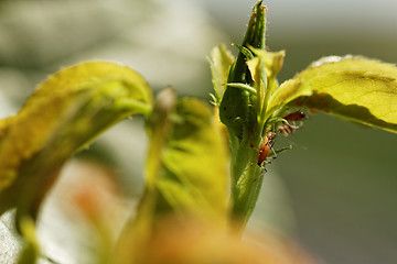 Image showing Red aphid