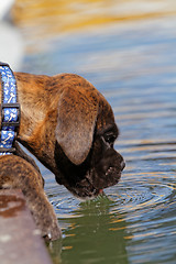 Image showing Boxer dog