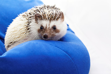 Image showing Cute hedgehog