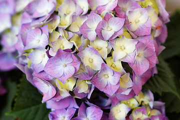 Image showing Hydrangea