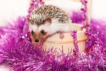 Image showing A cute little hedgehog - ( African white- bellied hedgehog )