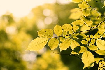 Image showing Green leaf