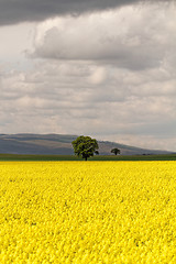 Image showing Colza field