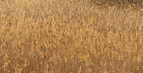 Image showing Wheat field