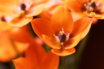 Image showing Orange flower