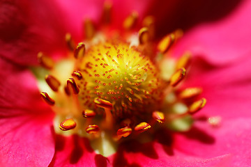 Image showing Strawberry flower