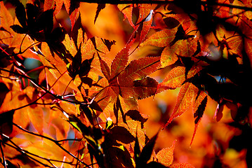 Image showing Maple leaves