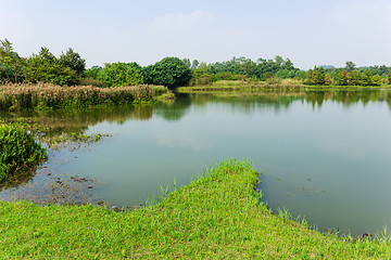 Image showing Forest and lake