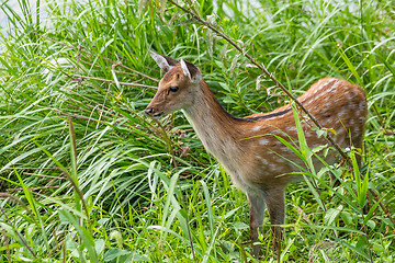 Image showing Roe deer on the meadow grass