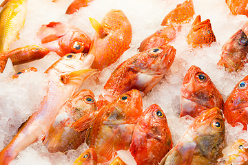 Image showing Red snapper fish in market