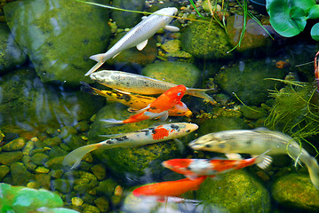 Image showing Koi