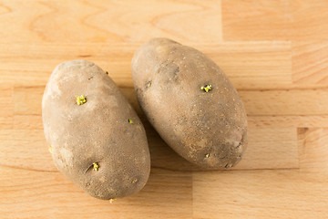 Image showing Sprouting seed potatoes 