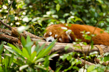 Image showing Sleepy Red Panda