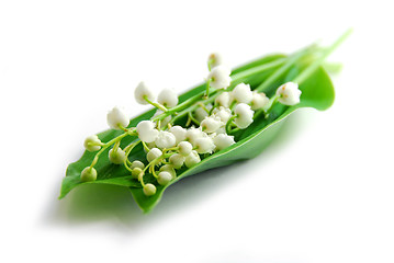 Image showing Lily-of-the-valley on white