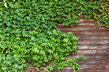 Image showing Green creeper over the wooden plank