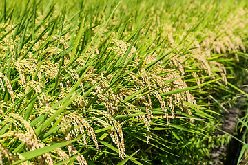 Image showing Paddy field