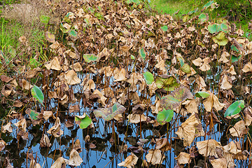 Image showing Wilt lotus in pond 