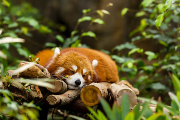 Image showing Red panda sleeping on the tree