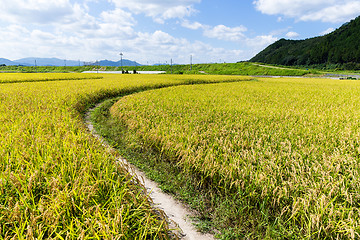 Image showing Foorpath between the paddy rice meadow