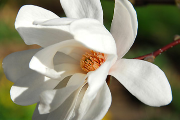 Image showing Magnolia flower