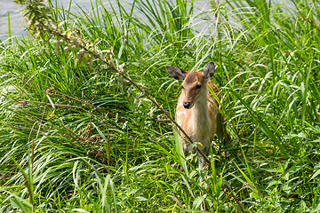 Image showing Sika deer