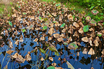 Image showing Dead of lotus