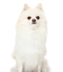 Image showing Pomeranian dog sitting on isolated background