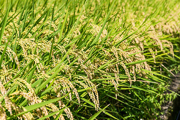 Image showing Paddy rice