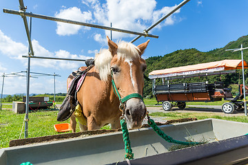 Image showing Horse eating