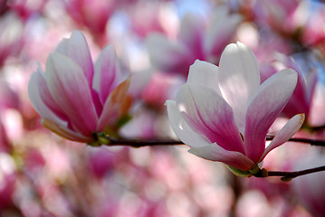 Image showing Magnolia flowers