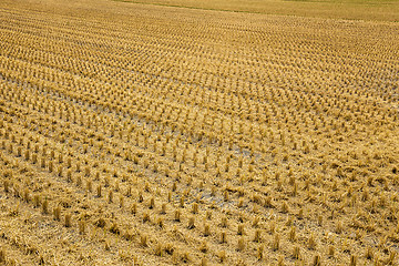 Image showing Rice field after cultivation