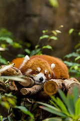 Image showing Red Panda resting