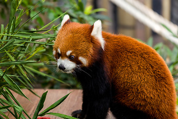 Image showing Red Panda look at the bamboo leave