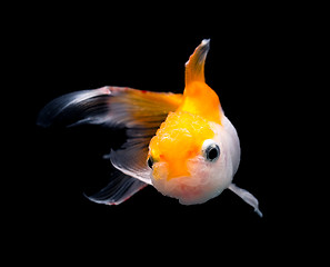 Image showing Goldfish isolated on black background