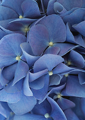 Image showing Hydrangea