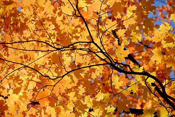 Image showing Maple leaves