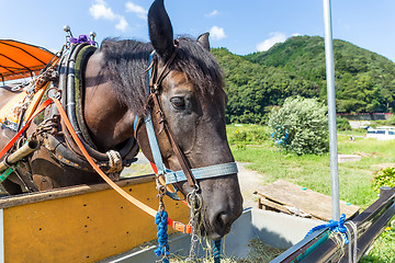 Image showing Horse eating dry grass