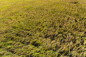 Image showing Autumn rice field