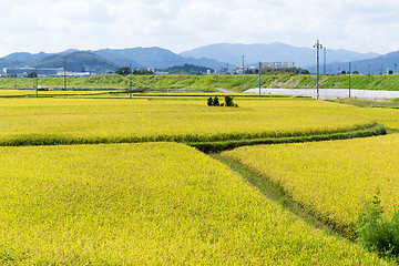 Image showing Green field and sky 