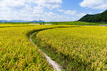 Image showing Rice field