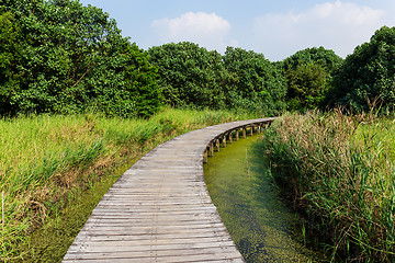 Image showing Walking path over the jungle